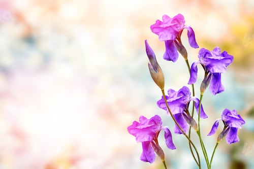 Preview: Bright Colorful Iris Flowers On A Background Of The Spring Landscape.