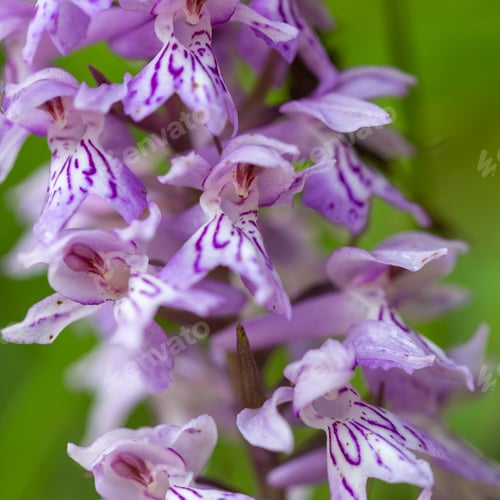Preview: Orchis Purpurea, Wild Orchid In Nature