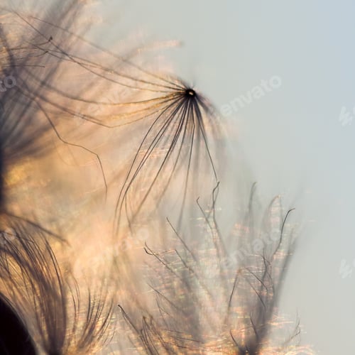 Preview: Abstract Composition With Dried Plants Seeds. Looks Like Dandelion Seeds