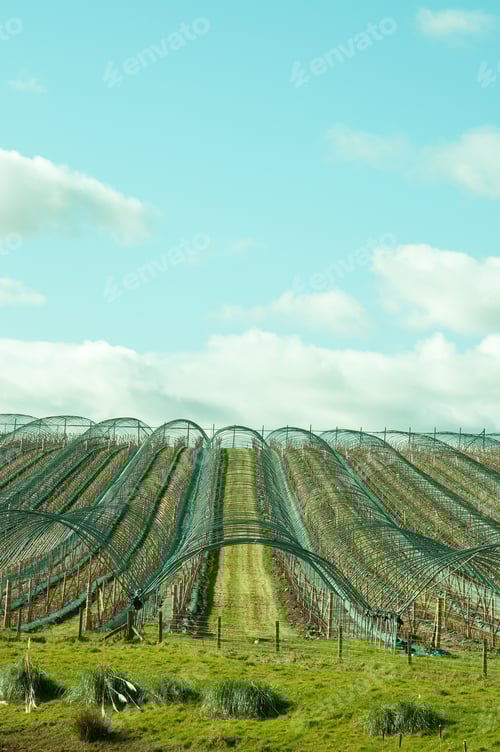 Preview: Polythene Tunnels In The Countryside.