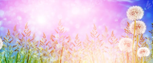 Preview: Fluffy Dandelion Flower Against The Background Of The Summer Landscape.