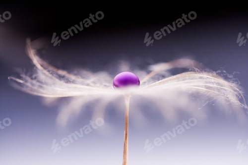 Preview: Macro, Abstract Composition With Colorful Water Drops On Dandelion Seeds