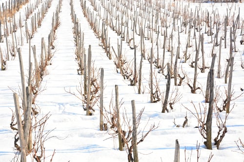Preview: Winter Vineyard Under The Snow