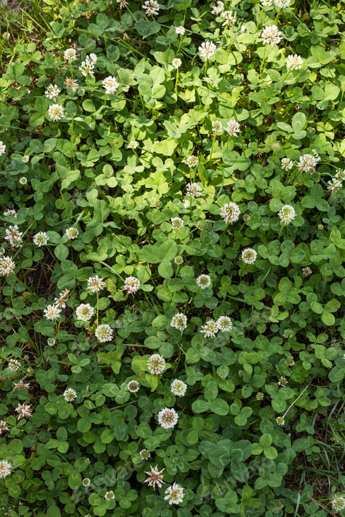 Preview: Beautiful Background With Blooming White Clover Plants On The Lawn. Bright Green Lawn