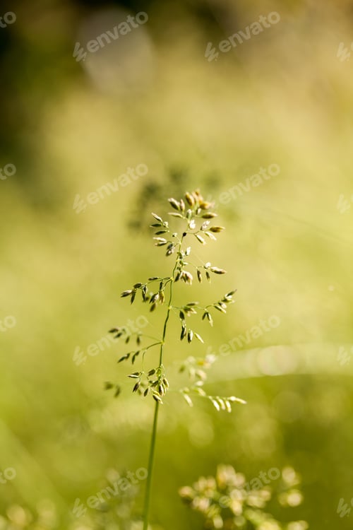 Preview: Green Plants Isolated On Natural Background With Beautiful Bokeh And Contour Light