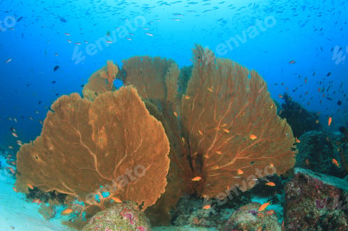 Preview: Fish On Coral Reef In Similan Islands, Thailand
