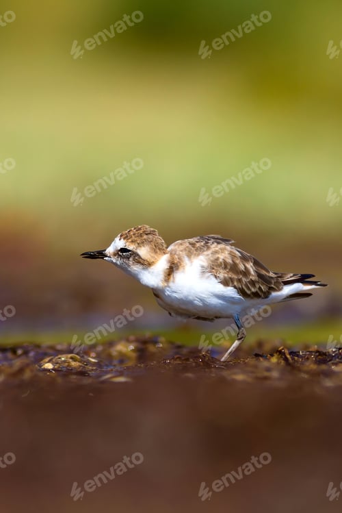 Preview: Cute Bird. Kentish Plover. Nature Background.
