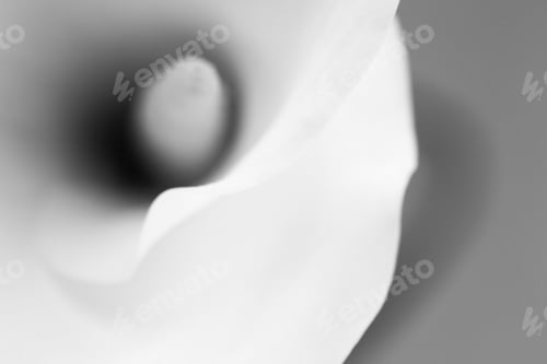 Preview: Abstract, Macro Photography Of Calla Flower With Details. Black And White Photography. Image Has