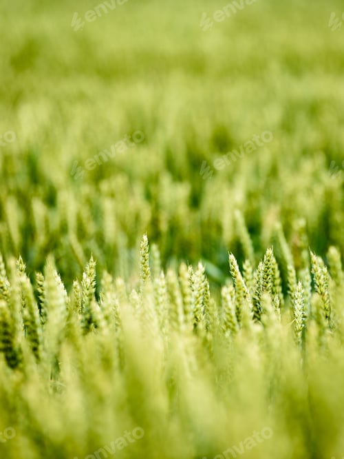 Preview: Yellow Wheat Field Close Up Macro Photograph With Abstract Texture - Vertical, Mobile Device Ready