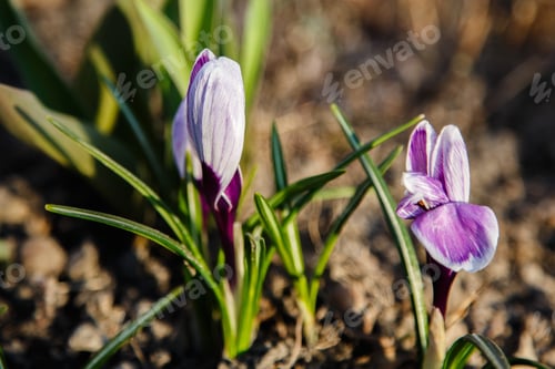 Preview: Purple And Wellow, White Crocuses Field Flowers. Beautiful Springtime Early-Flowering Bulbs In