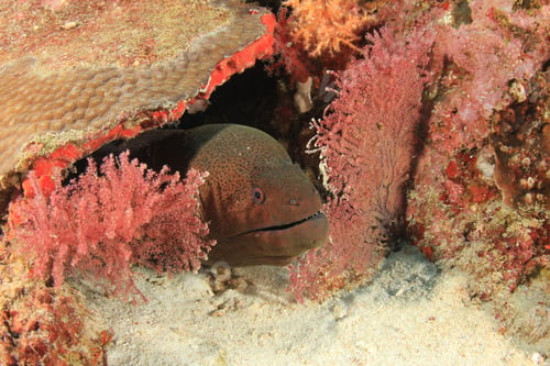 Preview: Giant Moray Eel Hides In Coral Reef