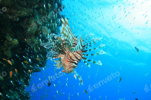 Preview: Lionfish Hunting Fish Fry