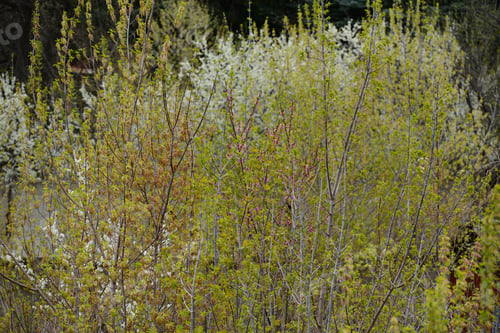 Preview: Spring Peach Blossoms
