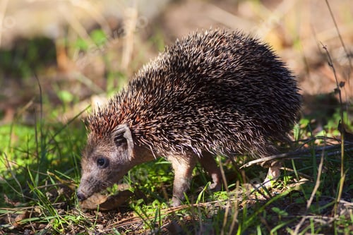 Preview: Cute Hedgehog Walking. Animal: Southern White Breasted Hedgehog. Erinaceus Concolor. Natural