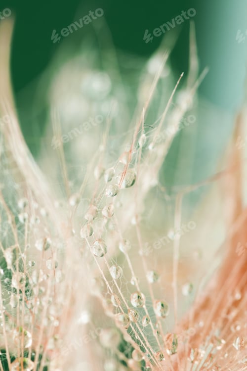 Preview: Dandelion Seeds With Water Drops On Colorful Background