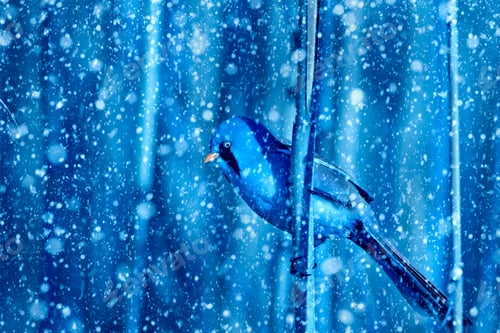 Preview: Winter Season And Animals. Falling Snow. Blue Nature Background. Bearded Reedling.