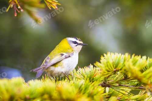 Preview: Cute Forest Bird. Common Firecrest / Regulus Ignicapilla