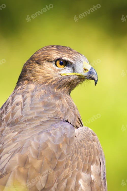 Preview: Bird Of Prey. Buzzard Portrait. Green Nature Background.