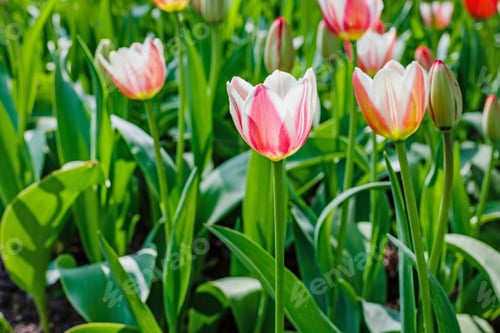Preview: Pink Flowers Tulips. Blooming Tulips In The Spring Garden. Tulips Early-Flowering Bulbous Plants