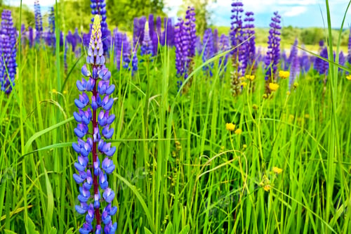 Preview: Summer Landscape With Beautiful Bright Lupine Flowers