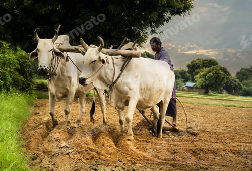 Preview: Lifestyle Of Asian Man In The Field Countryside Myanmar.Farmers,Farmers In Myanmar Use Cows Plowing