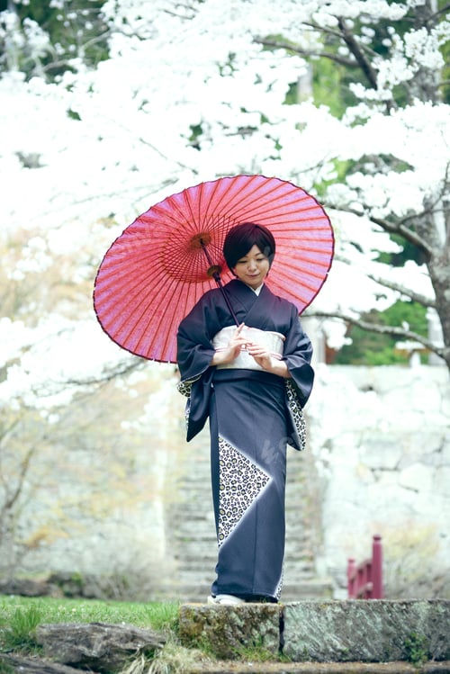 Preview: Cherry Blossom Season Female Material Of Beautiful Women In Full Bloom Of Kimono