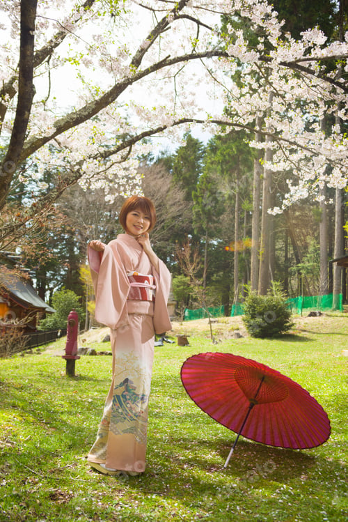 Preview: Woman And Cherry Blossoms Of The Japanese Kimono