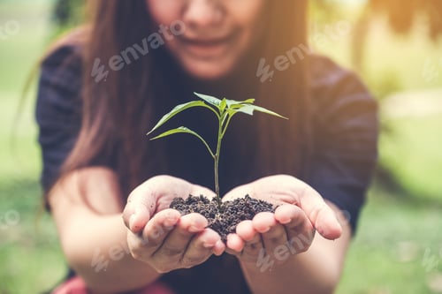 Preview: Closeup Image Of Woman'S Hands Holding Soil And Small Tree To Grow With Green Background