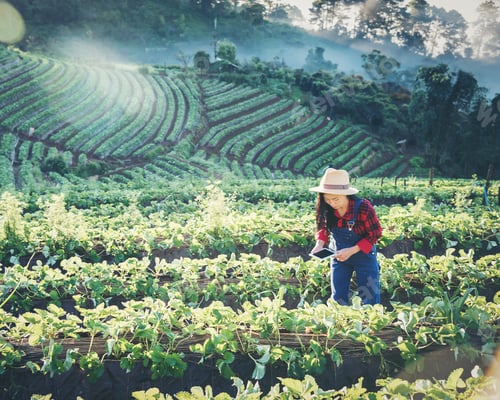 Visualização: Mulheres asiáticas relaxam no feriado. Selfie com foto de estande na fazenda de morangos. Parque de montanha