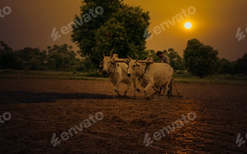 Preview: Lifestyle Of Asian Man In The Field Countryside Myanmar.Farmers,Farmers In Myanmar Use Cows Plowing