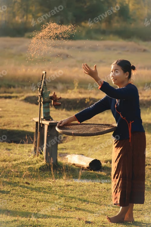 Preview: Asian Woman In The Countryside Of Thailand, Selection Of Paddy In Farm On Sunset Time