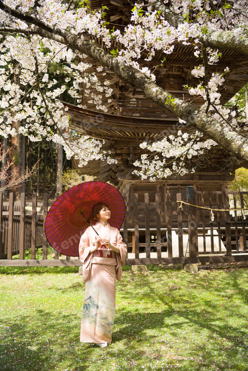 Preview: Woman And Cherry Blossoms Of The Japanese Kimono