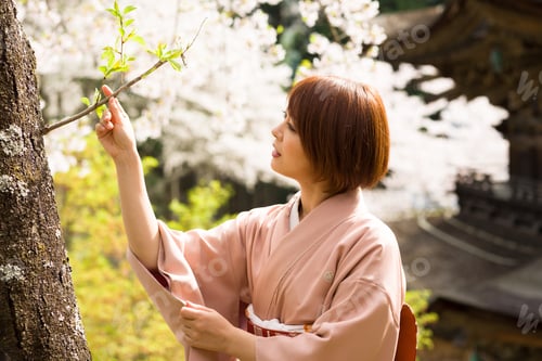 Preview: Woman And Cherry Blossoms Of The Japanese Kimono