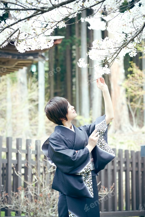 Preview: Cherry Blossom Season Female Material Of Beautiful Women In Full Bloom Of Kimono