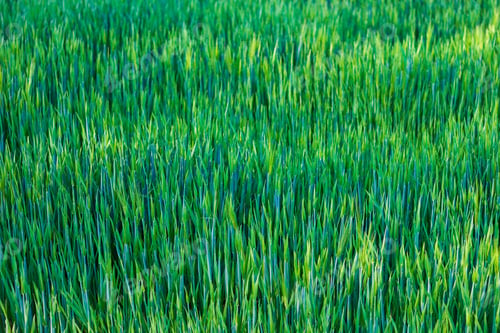 Preview: Green Young Rye Background