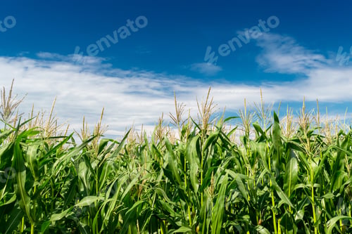 Preview: Green Corn Growing On The Field On A Sunny Day