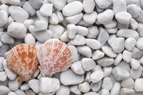 Preview: White Stone With Seashells. Studio Photo.
