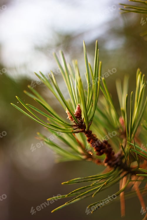 Preview: Pine Twig And Green Needle On Abstract Background For Christmas Decoration.