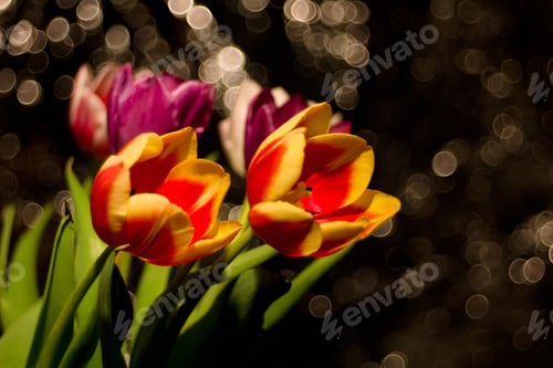 Preview: Red Yellow Tulip On A Dark Background With Reflections.