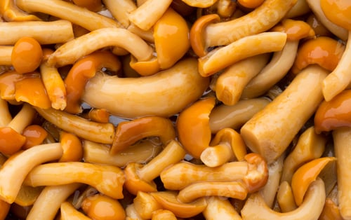 Preview: Shimeji Mushrooms Brown Fumgi Varieties Background.