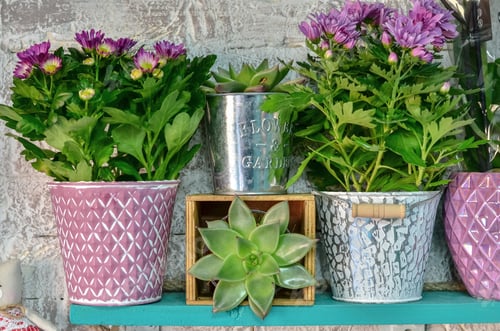 Preview: Flowers And Succulent Plants In Vintage Pots In Flower Shop.
