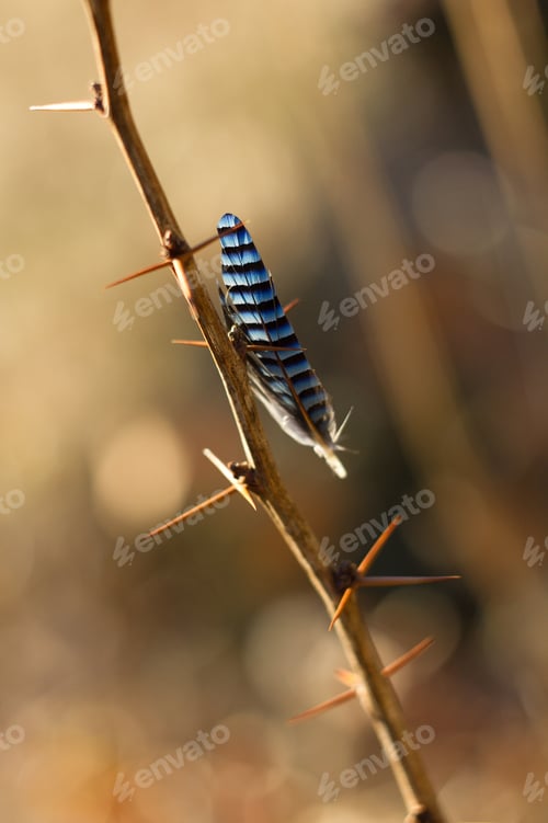 Preview: Bird Feather, Jay Feather On Thorns, Spring Colors And Background.