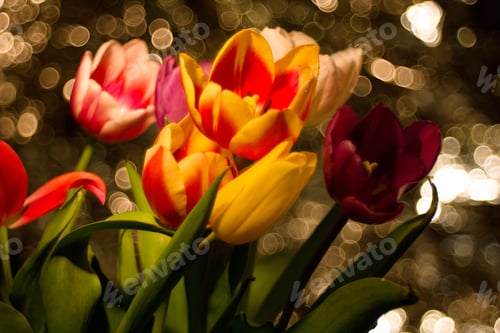 Preview: Red Yellow Tulip On A Dark Background With Reflections.