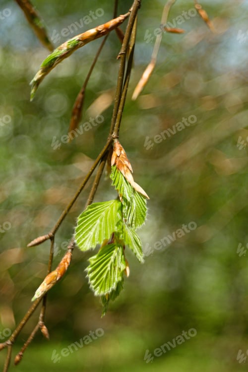 Preview: Beech Tree, Beech Spring Twig With Fresh Leaves, Game Of Reflections And Lights, Spring Natural