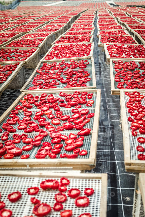Preview: Delicious Pachino Tomatoes Drying At The Sun In A Huge Production In Sicly