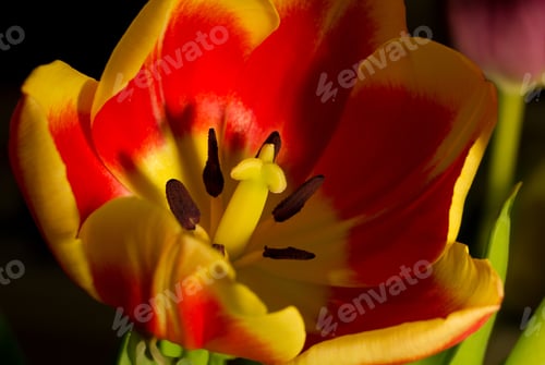 Preview: Red Yellow Tulip On A Dark Background With Reflections.