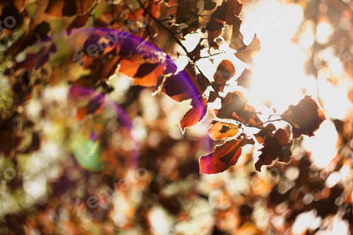 Preview: Beech Tree, Spring Beech Leaf And Twig, Spring Scene, Reflections And Rays Of The Sun In The Beech
