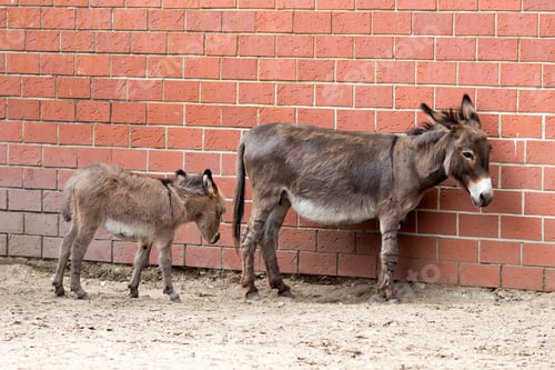 Preview: Mother And Baby Donkeys On The Floral Meadow