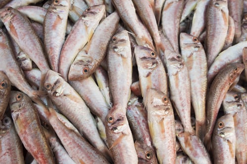 Preview: Various Fresh Fish And Seafood At The Fish Market In In Goynuk, Turkey