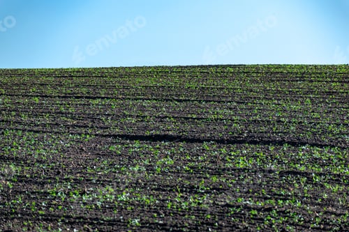 Preview: Sprouts In Rows On The Field In Summer